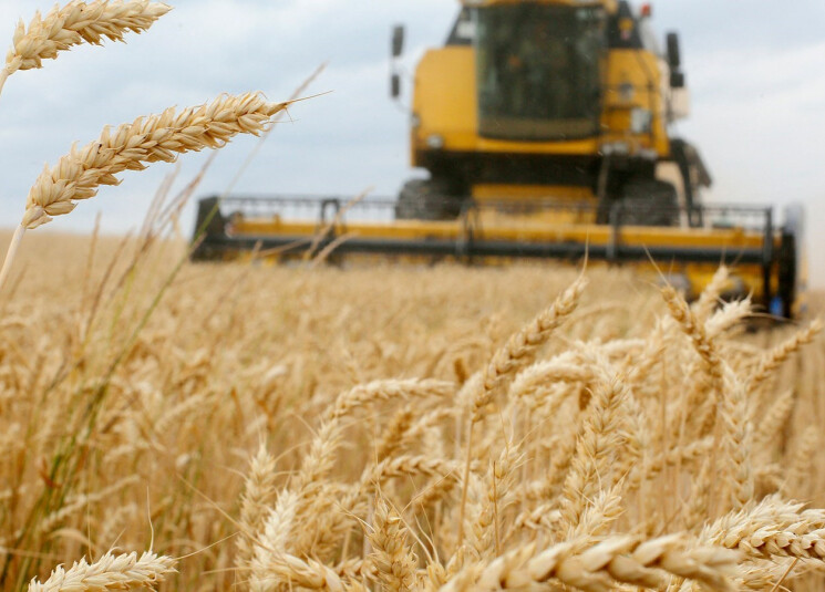 خطة نهوض لبنانية بزراعة القمح لتأمين احتياجات العام المقبل
