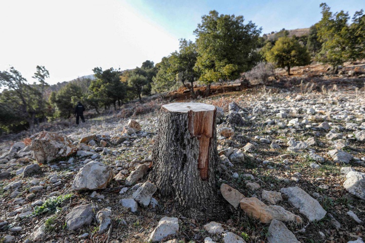 حراس متطوعون لحماية الغابات ... مجازر تطال أشجارا معمرة في جبال لبنان
