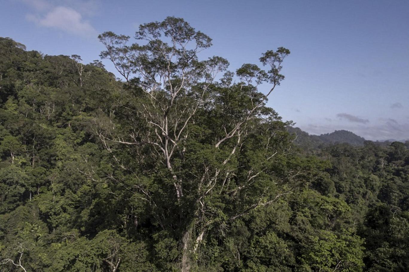 بعد رحلة شاقة العلماء يصلون إلى أطول شجرة في الأمازون