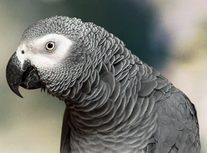أذكى 10 طيور في العالم: أحدهم يمكنه أن ينطق 1728 كلمة