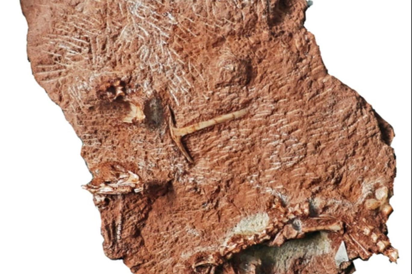 حفرية تكشف عن أن السحالي أقدم بملايين السنين مما نعتقد