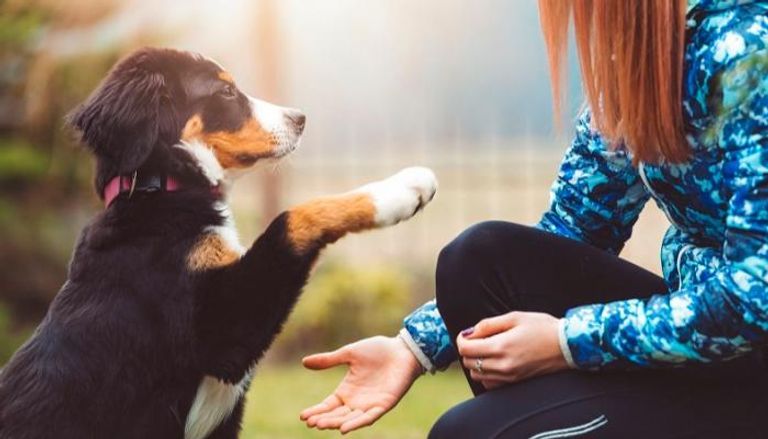 دراسة تكشف السر وراء وفاء الكلاب للانسان