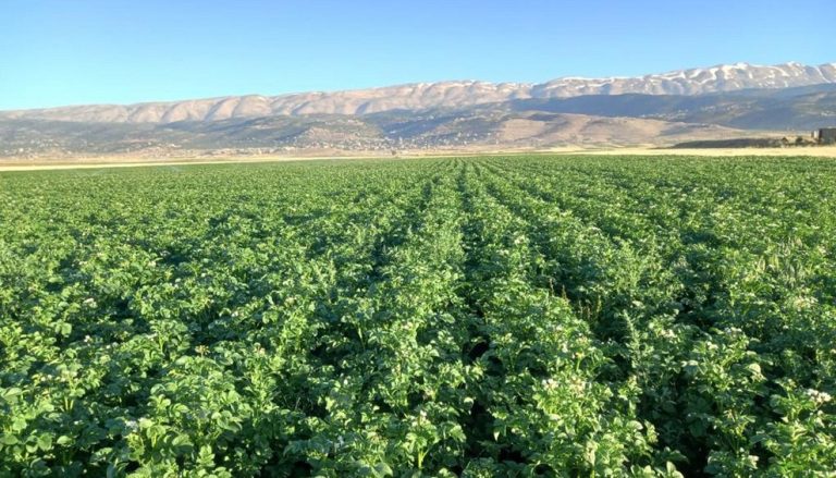 الحشيش مرة أخرى.. من سيتحكم بـ”ذهب” لبنان الأخضر؟